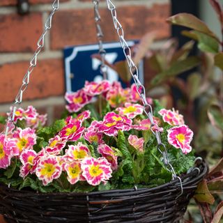 hanging basket with plants and brick wall