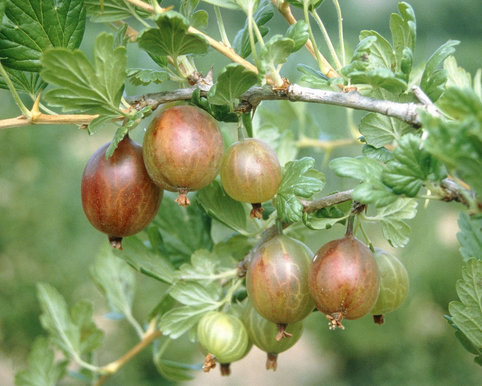 Is it illegal to grow currants in the United States? | Gardeningetc