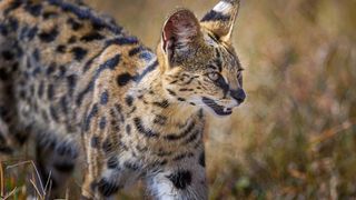 serval cat