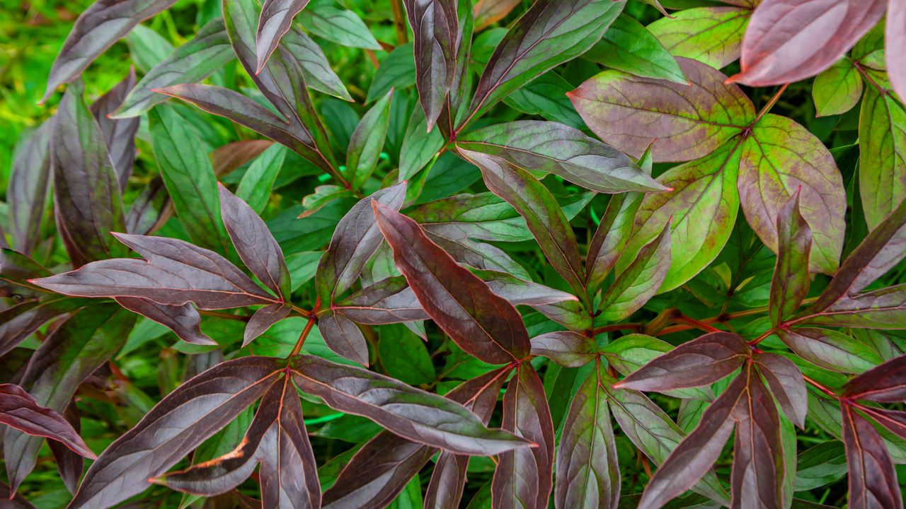 Dying peony foliage in fall.