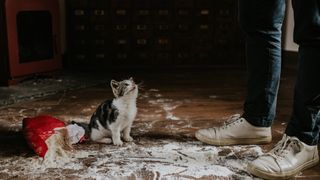 Kitten looking up at owner after making mess with flour on floor