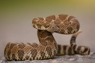 Western Rattlesnake coiled and ready to spring.