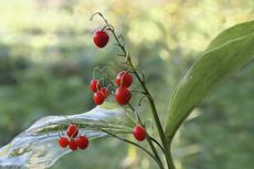 Red Lily Of The Valley Berries
