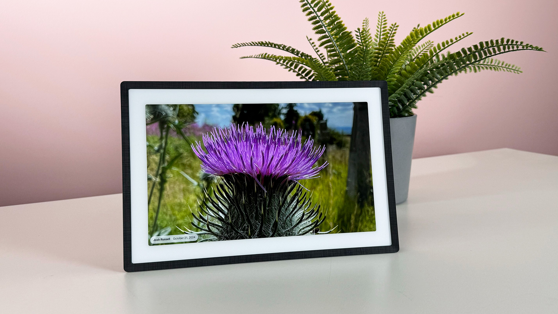 A macro image of the head of a thistle on the Pexar 11-inch Digital Picture Frame in horiztonal orientation.