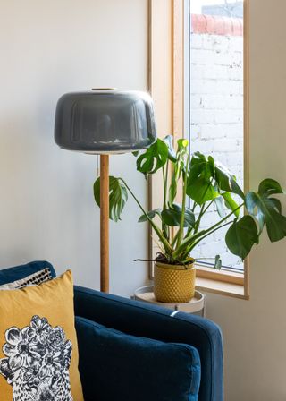 large glossy leaves of monstera plant in a living room