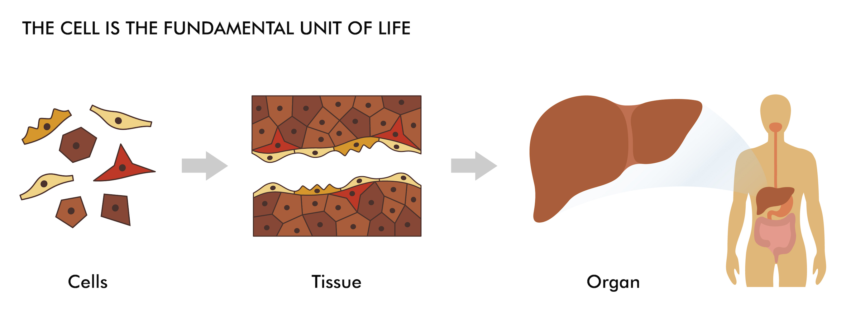Cells are the building blocks that create the tissues and organs within people's bodies.