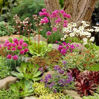 Alpine Plant Mix (6 Plants)