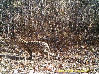 amur leopard cub on camera