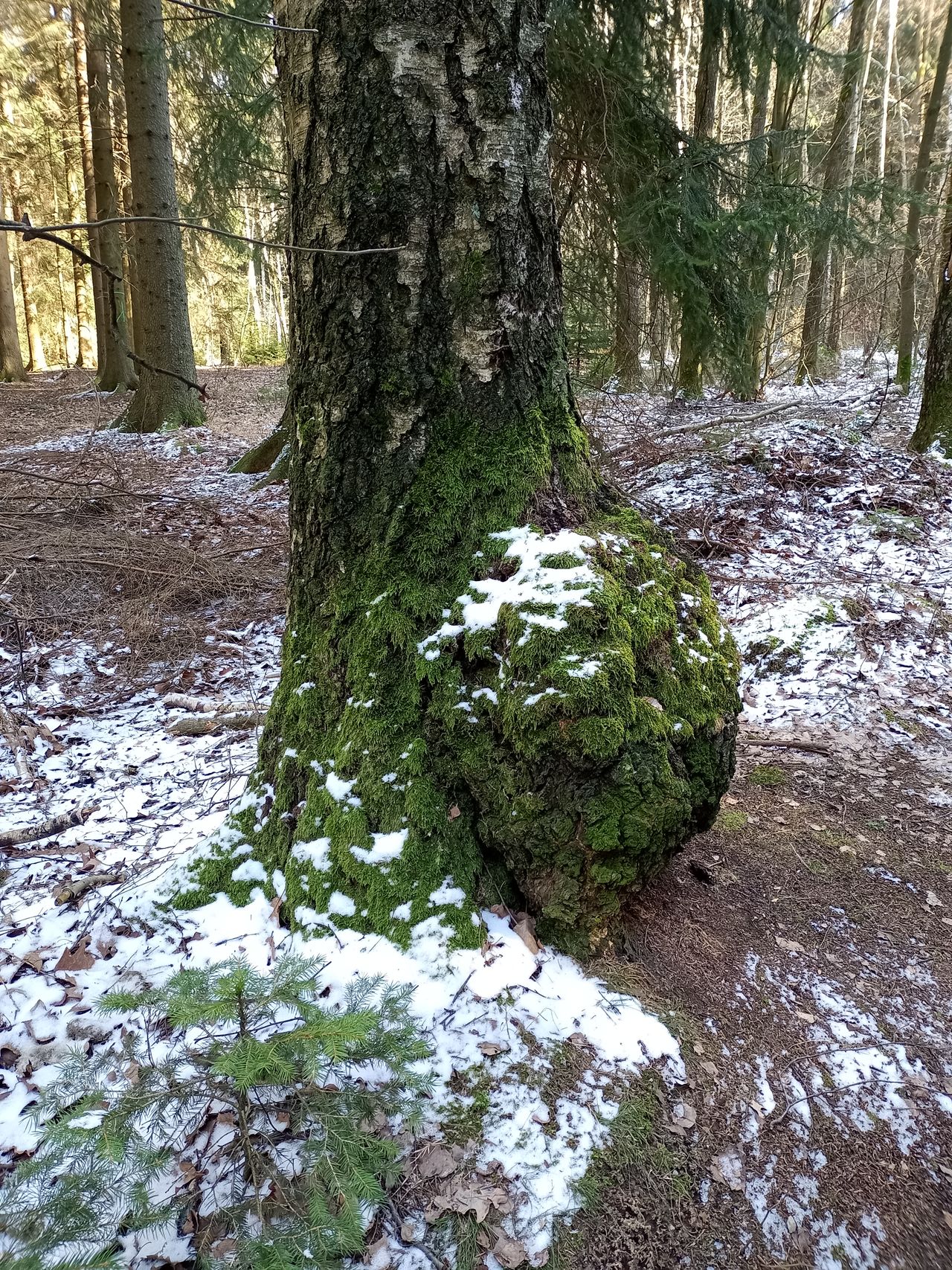 Baum aufgenommen mit Wiko View 5