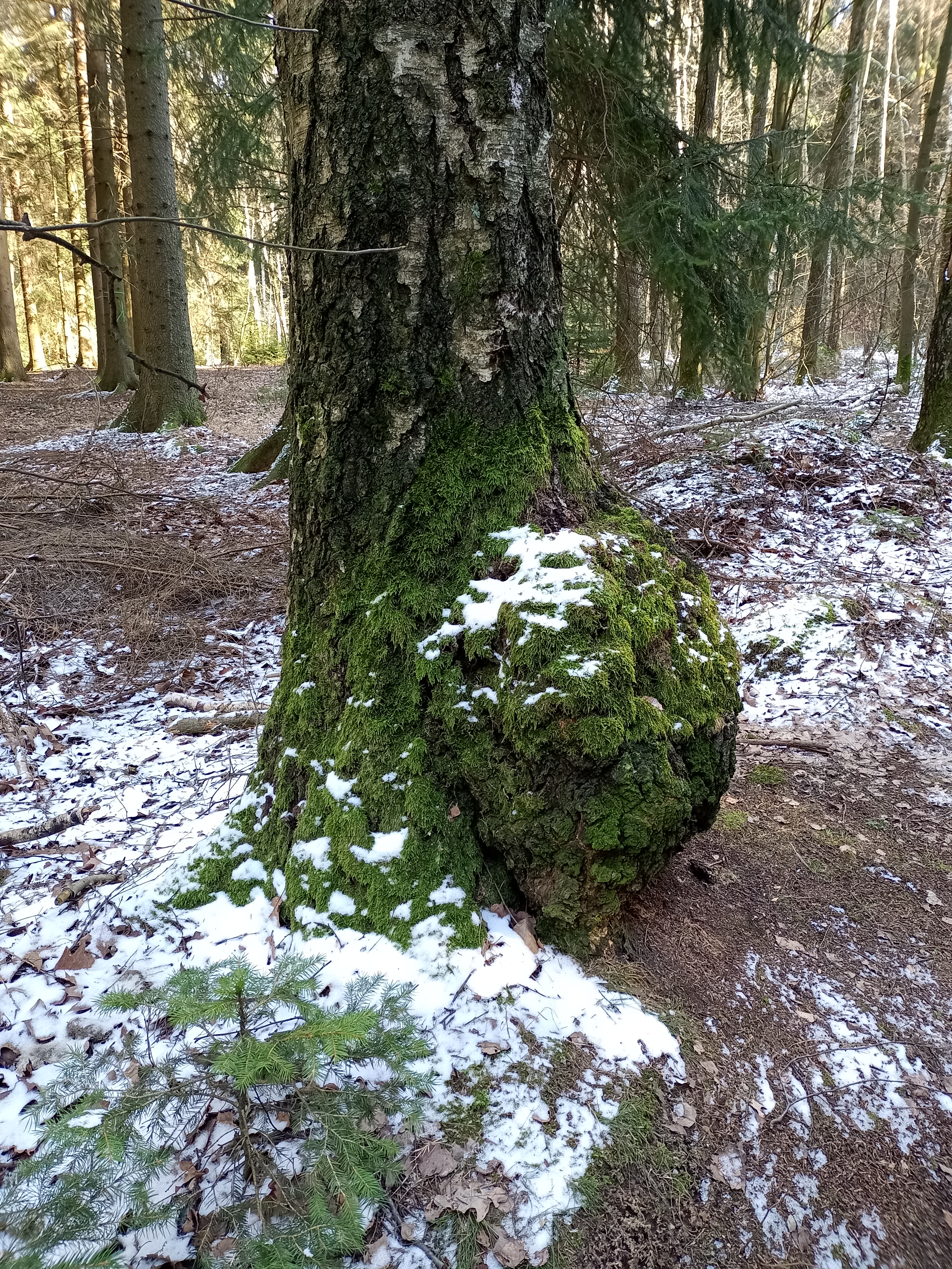 Baum aufgenommen mit Wiko View 5