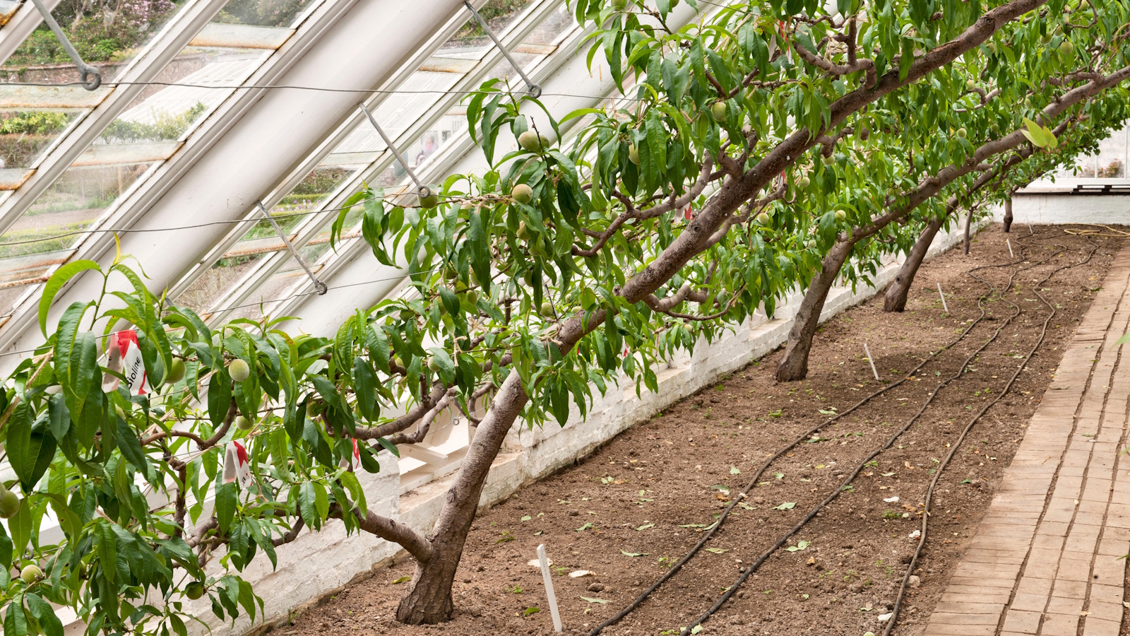 Peach trees growing in a glasshouse