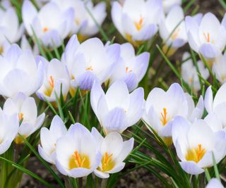 Snow crocus, Crocus chrysanthus Blue Pearl