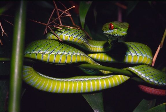 green horned pit viper