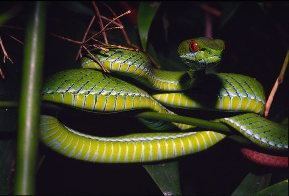 hasil-gambar-untuk-the-bush-viper-weird-animals-cute-reptiles