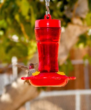 A red long hummingbird feeder with a brown and red hummingbird on the side of it, with a long tree branch and brick wall in the background
