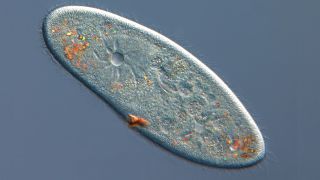 Paramecium under microscope 