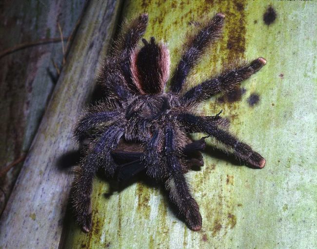 Ewwww! Photos of BatEating Spiders Live Science