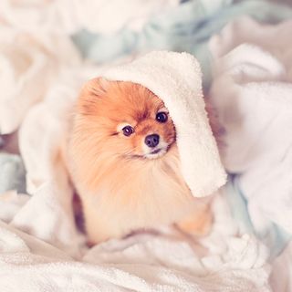 dog with towels and laundry
