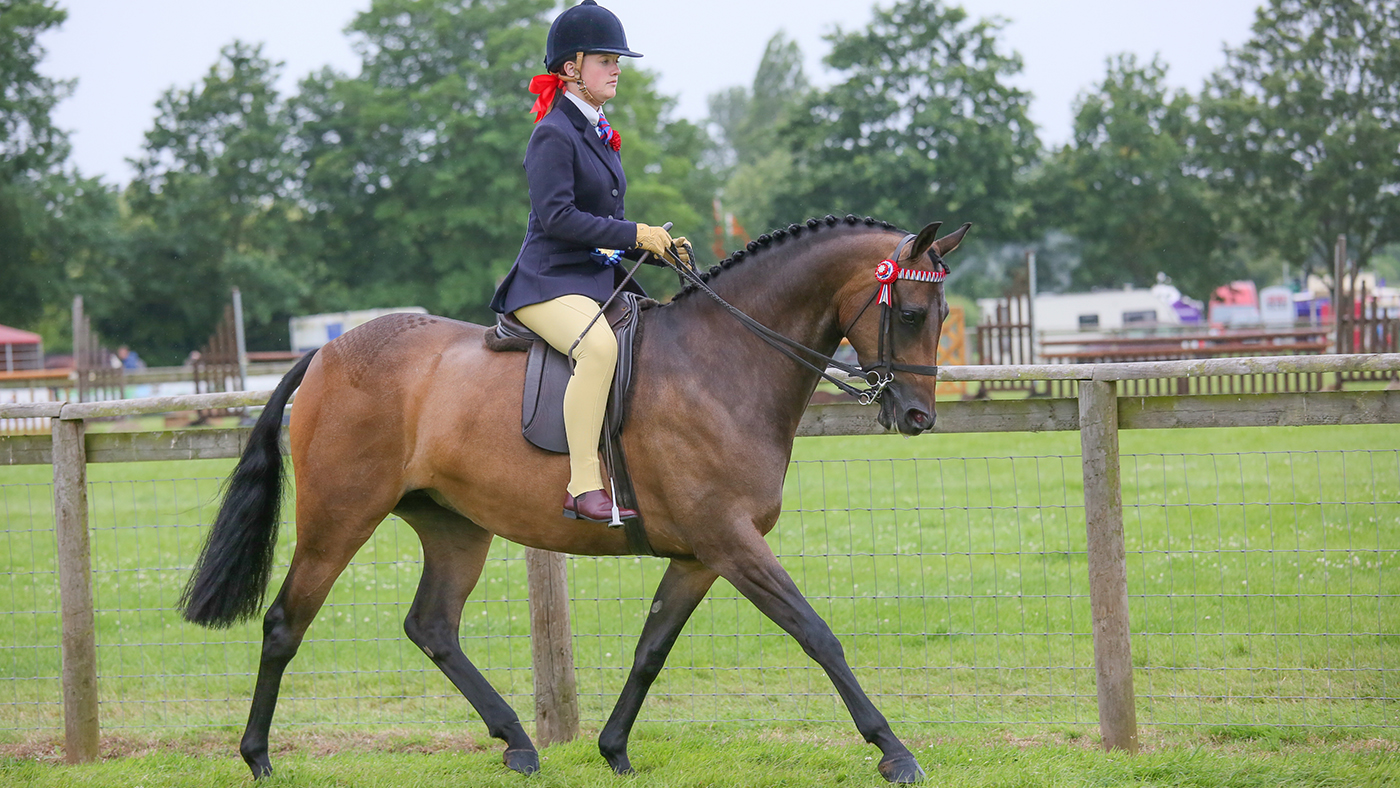 Diptford Graceful at Devon County