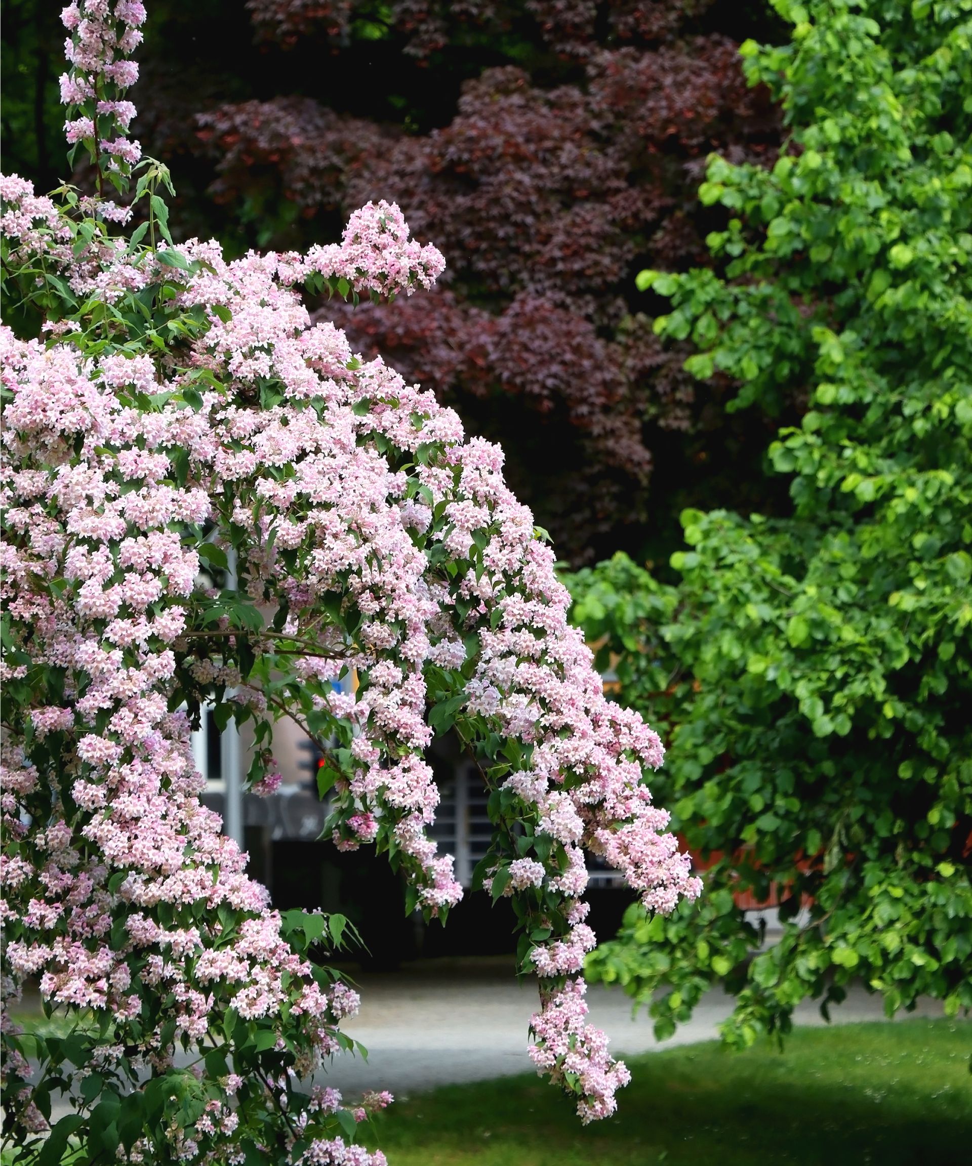 Pink flowerin abelia bush in yard
