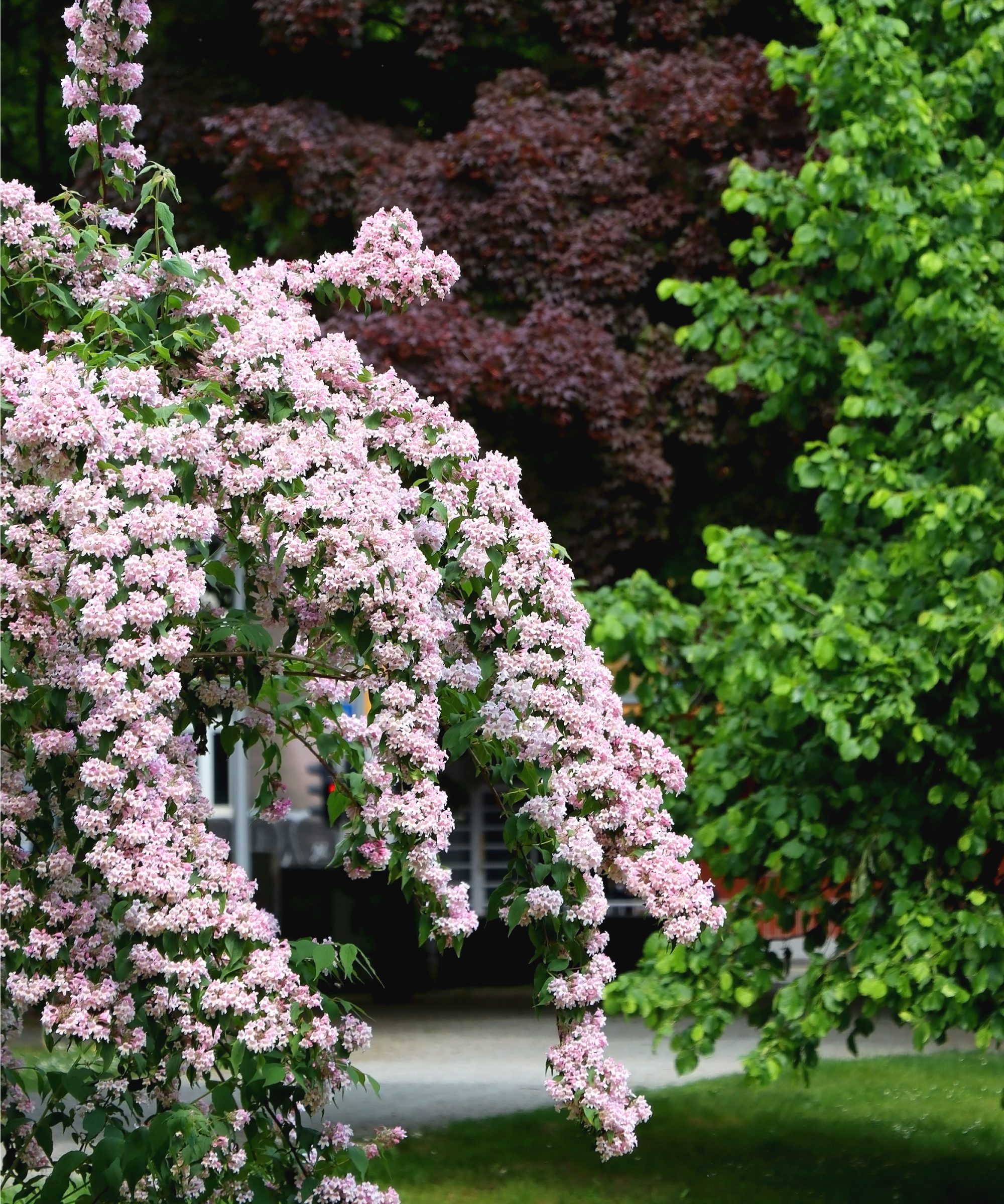 Pink flowerin abelia bush in yard