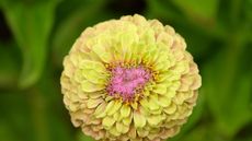 Zinnia bloom in lime green
