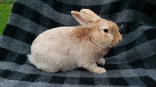 Creme d'argent rabbit