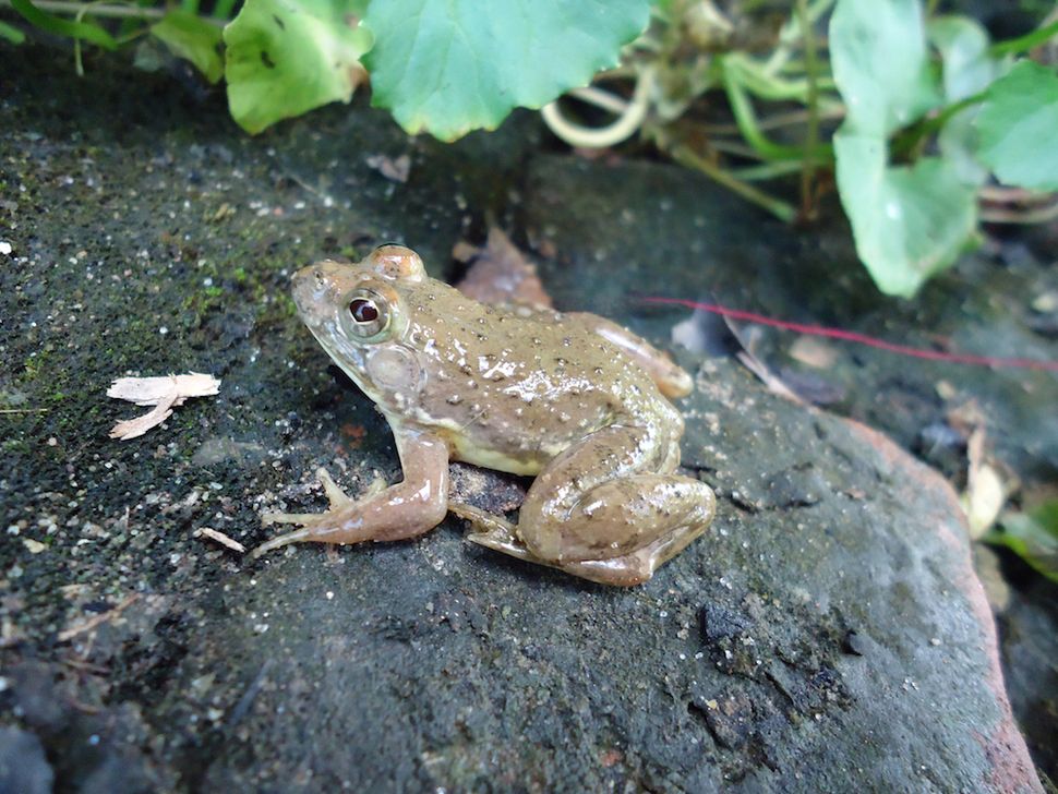 Newfound Frog Has Strange Breeding Habits Live Science