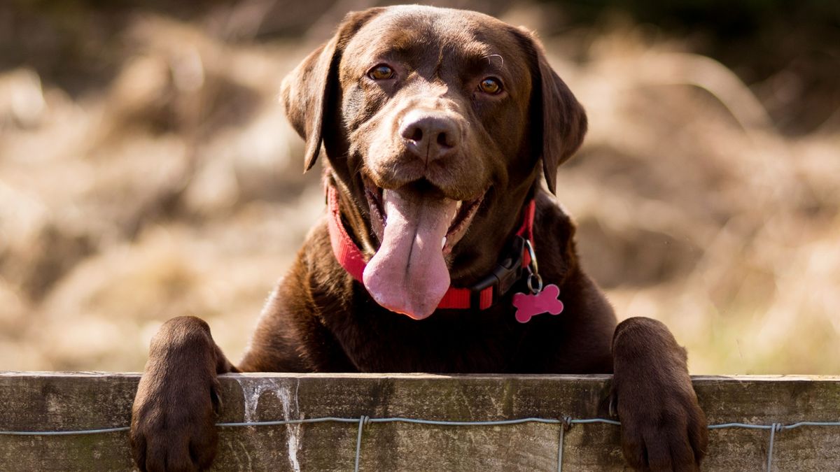 Chocolate Labrador Retriever