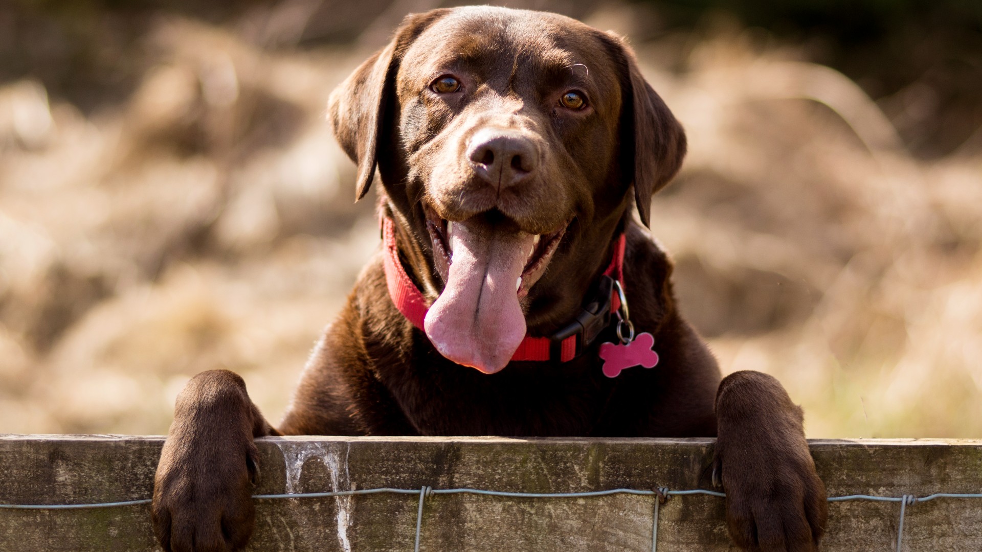 are labs affectionate dogs