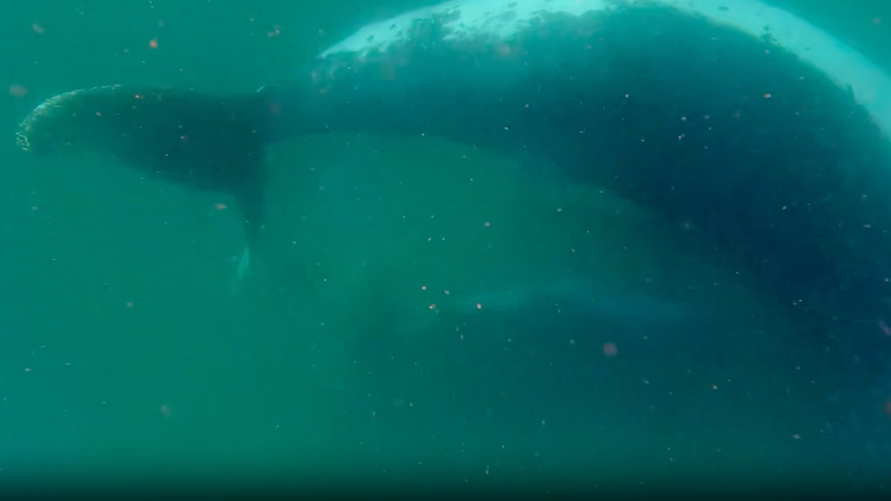 'It is extremely rare to witness': Scientists record humpback whale mom grieving her stillborn calf in first-of-its-kind footage