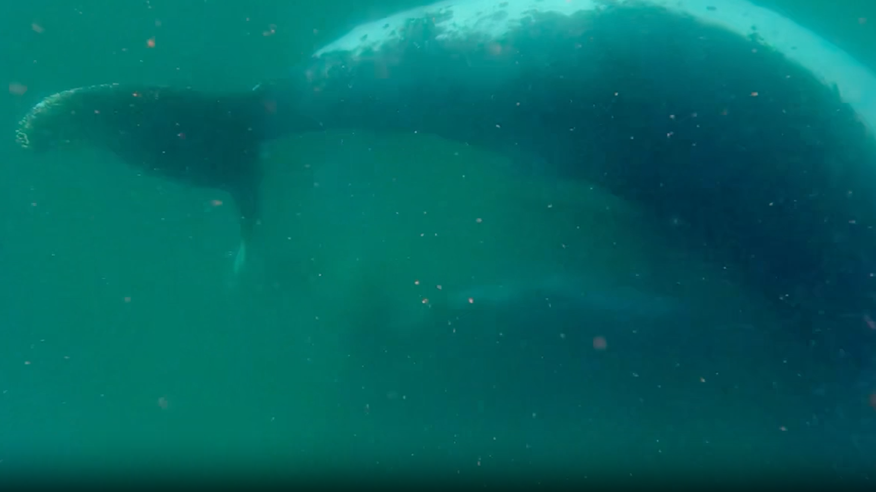 Screenshot from a video of a female humpback whale grieving her stillborn calf.
