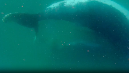 Screenshot from a video of a female humpback whale grieving her stillborn calf.