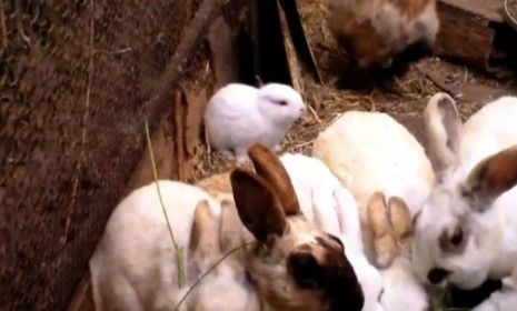 A bunny without its signature floppy ears