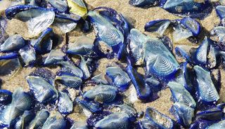 velella