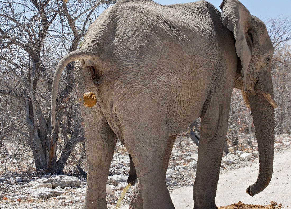 Elephant urinating and defecating in Etosha National Park, Namibia.