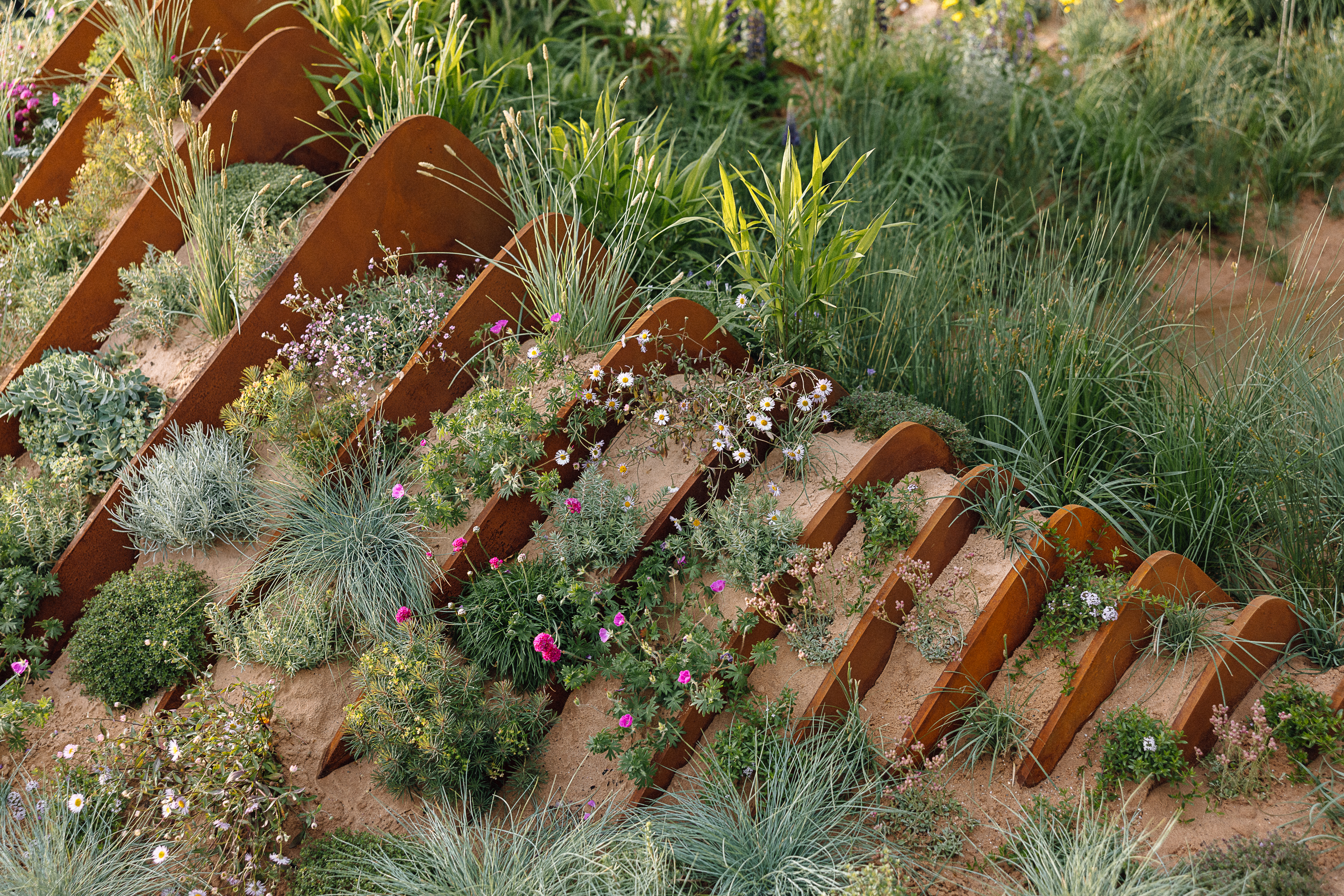 Nigel Dunnett garden at Chelsea Flower Show 2025