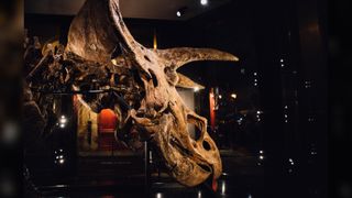 A side view of Big John's restored skull.