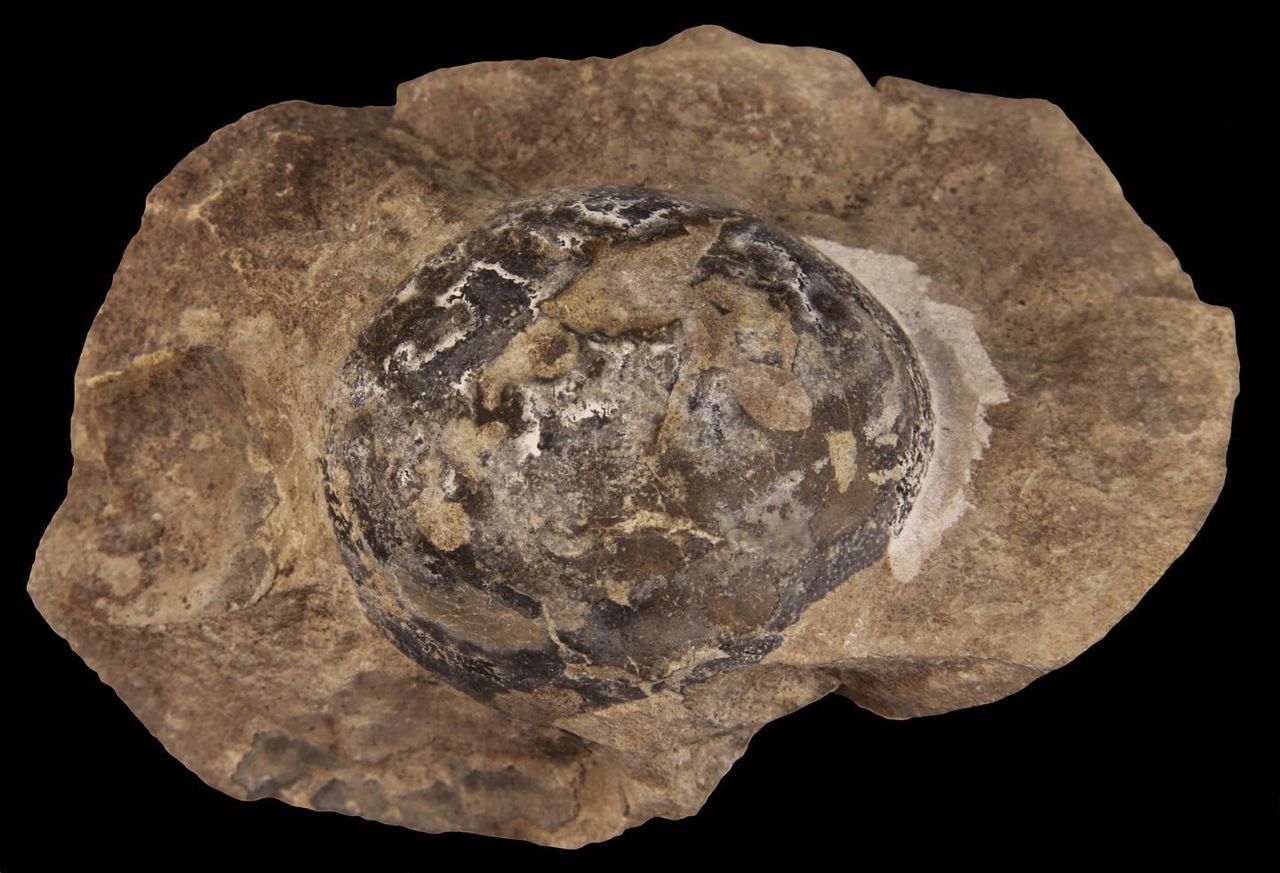 A fossilized egg was laid by Mussaurus, a plant-eating dinosaur that grew up to 20 feet (6 meters) in length and lived between 227 million and 208.5 million years ago in what is now Argentina.