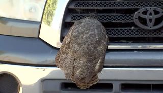 An owl's head is stuck in a truck's grille.