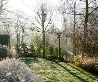 A garden in winter with a frosty lawn and wooden bench. There are ornamental grasses in borders which glisten with frost. The trees have lost their leaves