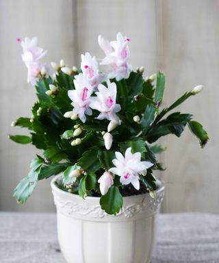 white flowering Christmas cactus in pot