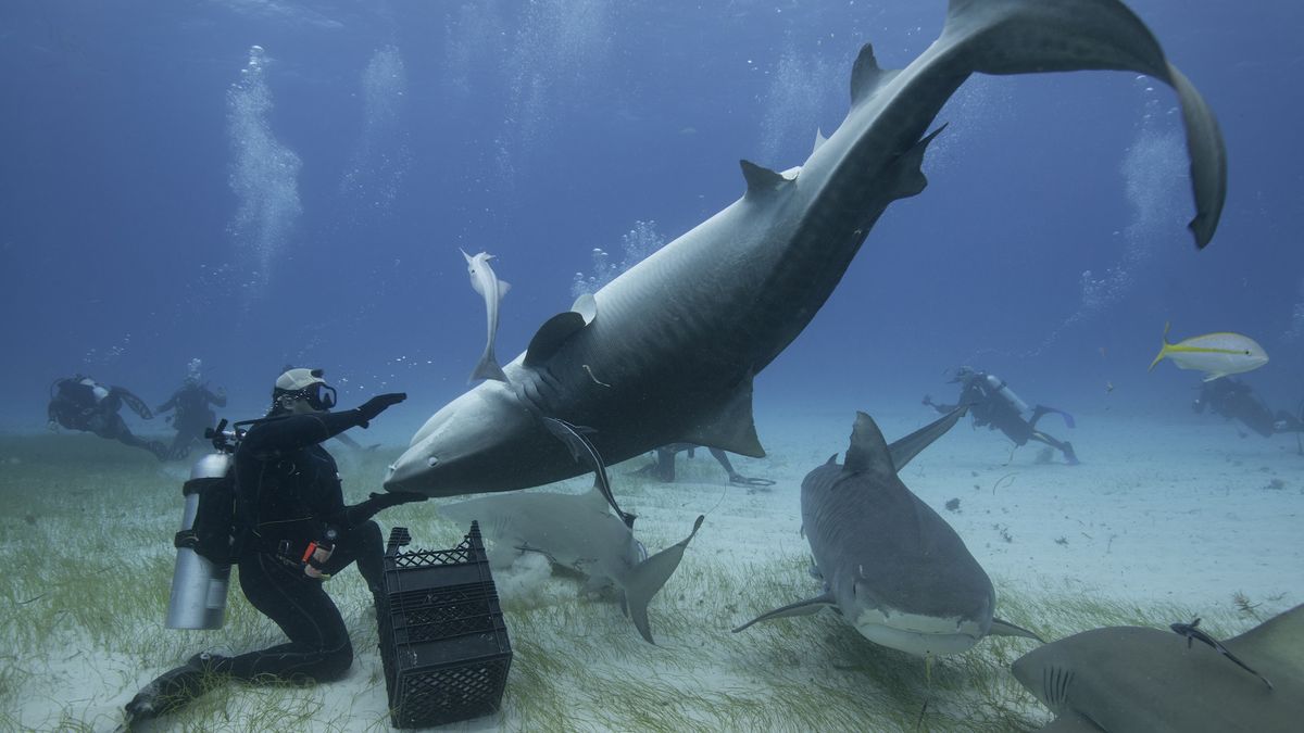 Why do sharks freeze when flipped upside down?