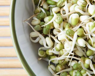 Mung beansprouts freshly harvested