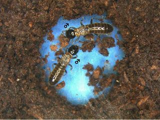 male-termites-nest