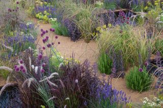 informal gravel path bordered by grasses, alliums and lavender