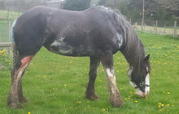 Skye after the operation