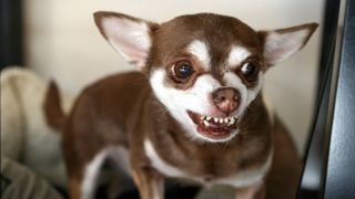 A young brown and white chihuahua baring its teeth with ears back