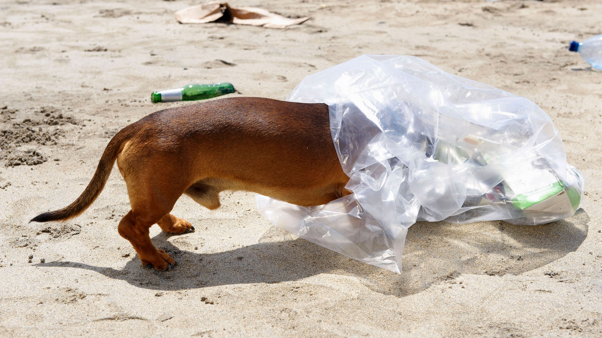 Dog with head in plastic garbage bag