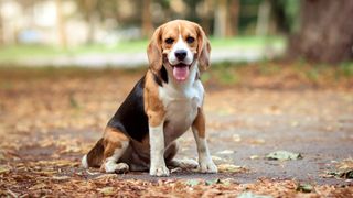 Beagle standing outside amongst autumn leaves